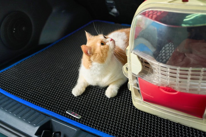 Food Crumbs, Fur, and Dirt: How Pet-Friendly Car Mats Simplify Cleaning