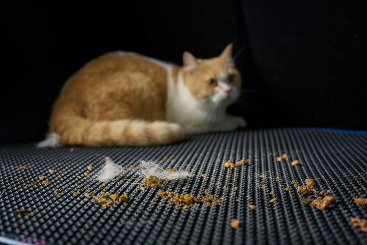 Why Every Pet Owner Needs a Pet-Friendly Car Mat